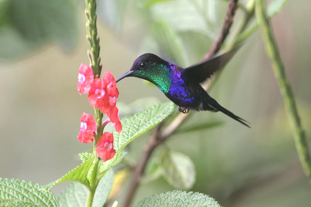 Male Crowned Woodnymph Hummingbird