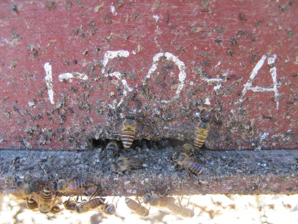Asian honey bees 