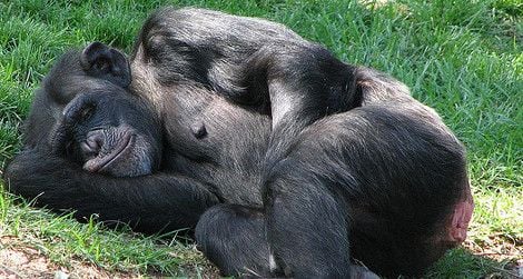 Sometimes sleeping on the ground is cooler and more comfortable for chimpanzees.