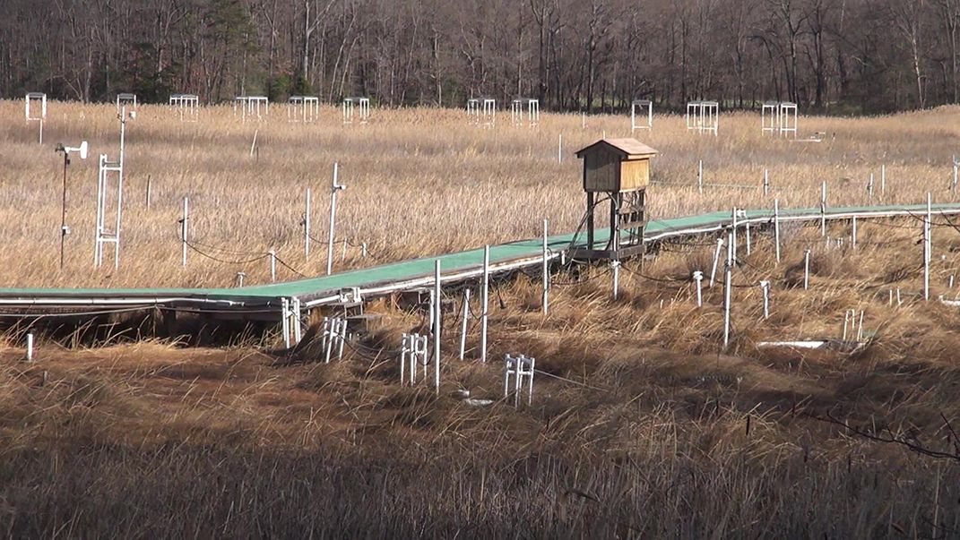 SERC Marsh