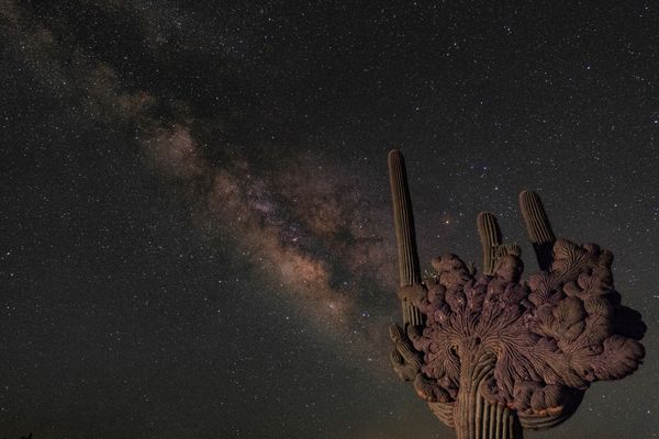 Crested Saguaro Under Milky Way thumbnail