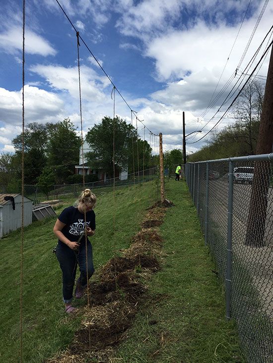 Growing Hops in Abandoned Lots? Pittsburgh Will Drink to That