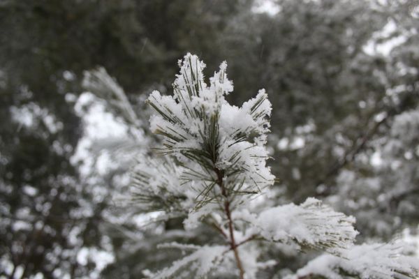 Snow on Pine thumbnail
