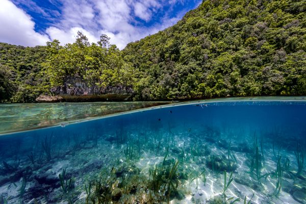 Jungle above and below thumbnail