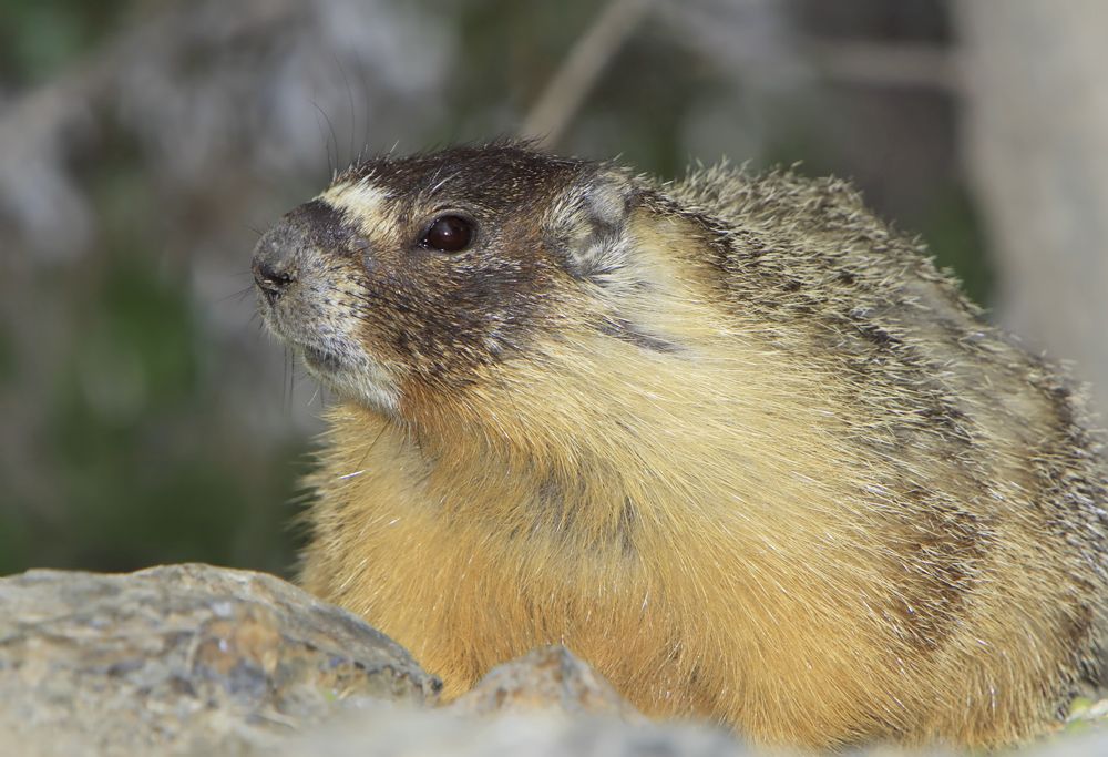 A close up image of a female yellow-bellied marmot. The marmot has a brown head with yellow-colored fur along its underside.