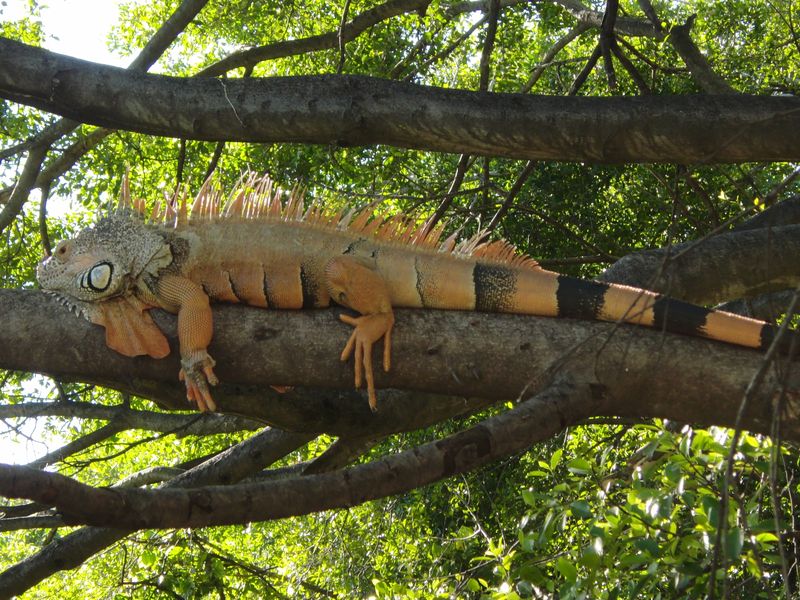 Orange Iguana in Tree Smithsonian Photo Contest Smithsonian Magazine