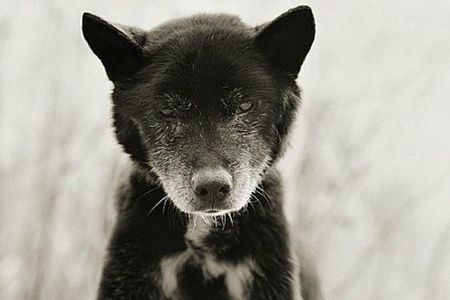 Blue, Australian Kelpie, Age 19