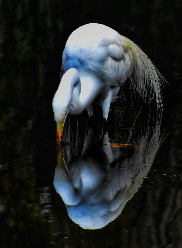 Statuesque Great Egret Reflections thumbnail