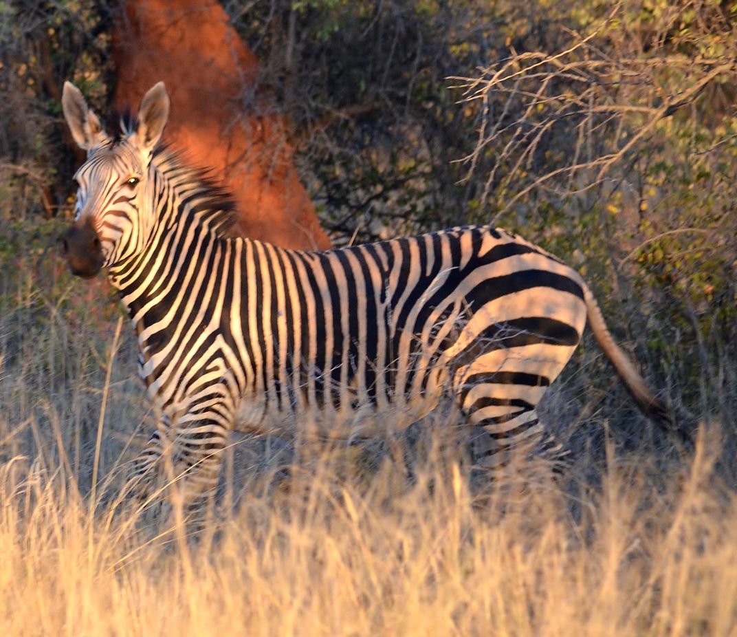 Zebra at Sunset | Smithsonian Photo Contest | Smithsonian Magazine