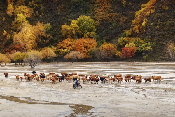 The Autumn River thumbnail
