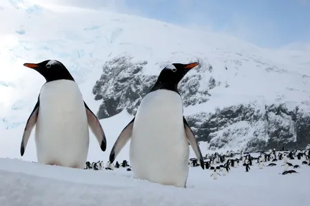 Gentoo penguins have been considered a rare beneficiary of climate change due to their population growth on the Antarctic Peninsula. Splitting the birds into four species brings to light regional threats and declines.