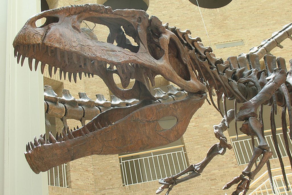 20110520083321Giganotosaurus-skeleton.jpg