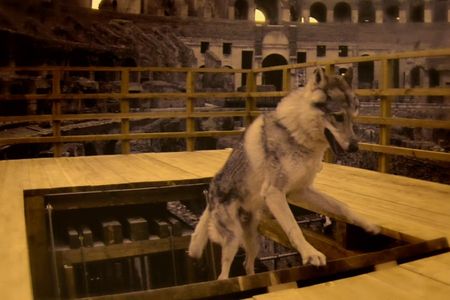 A wolf enters the Colosseum via the lift in the hypogeum. 