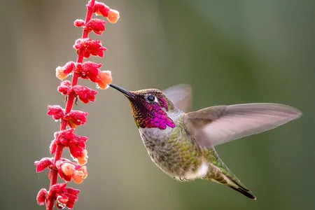 During fall migration, nearly 40 percent of Anna’s Hummingbirds (Calypte anna)
 migrate through California’s Central Valley
