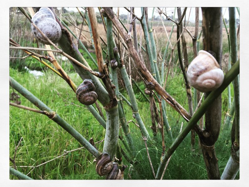 Snails on trees Smithsonian Photo Contest Smithsonian Magazine