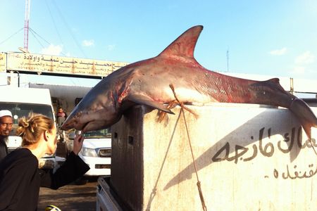 Researchers often depend on fishing communities to learn what life is like for sharks out in the deep ocean. 