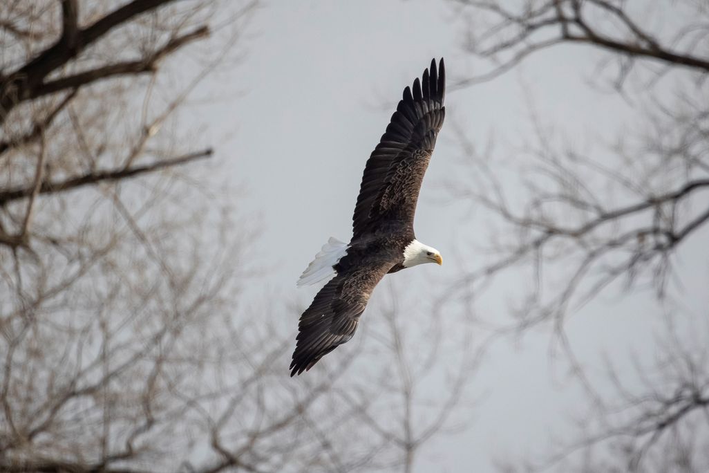 A mature bald eagle with white head and tail soaring against a grey backdrop with dark tree branches