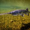 Paddlefish-USFWS-Fish-and-Aquatic-Conservation-2160x1440.jpg