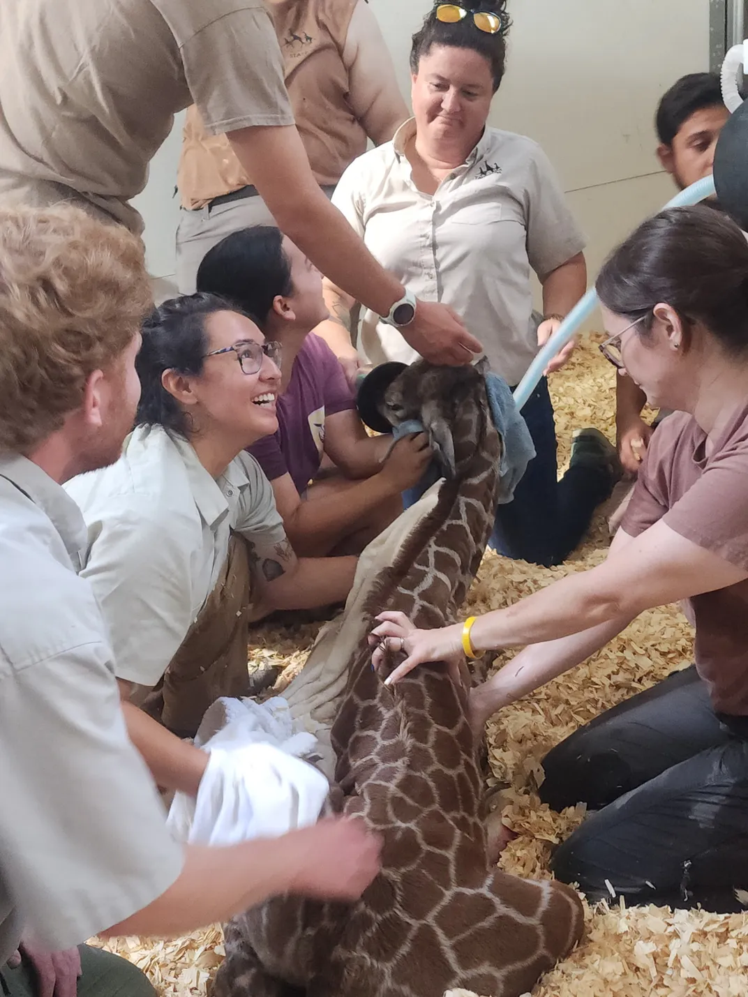 A group of people surrounding a small giraffe on the ground