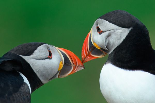 Puffin Love thumbnail