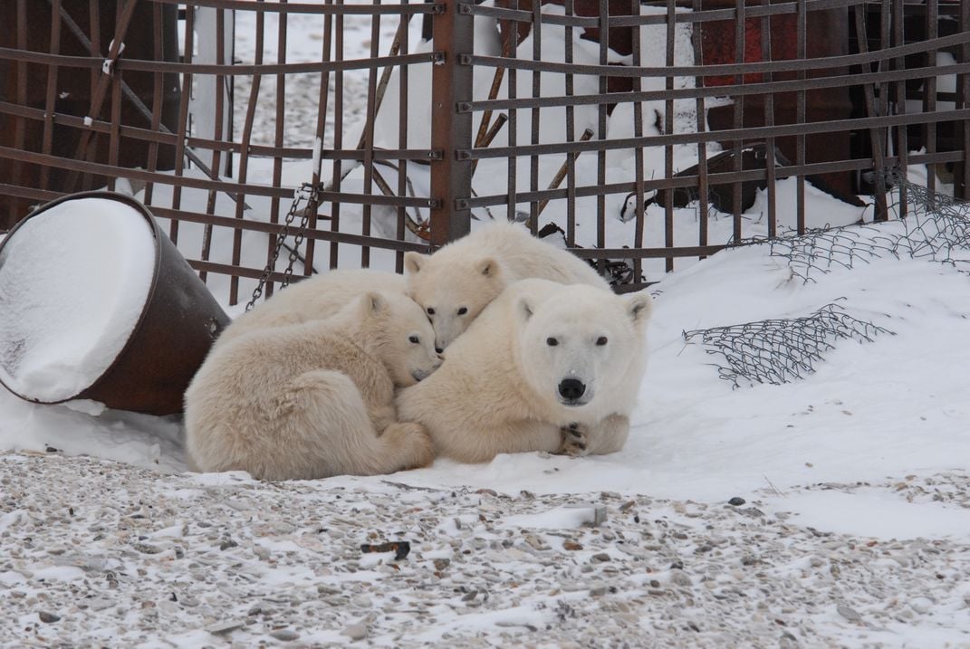 Polar bear and cubs
