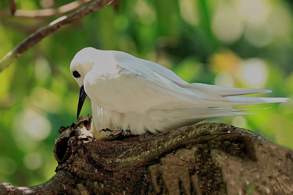 White Tern And Egg