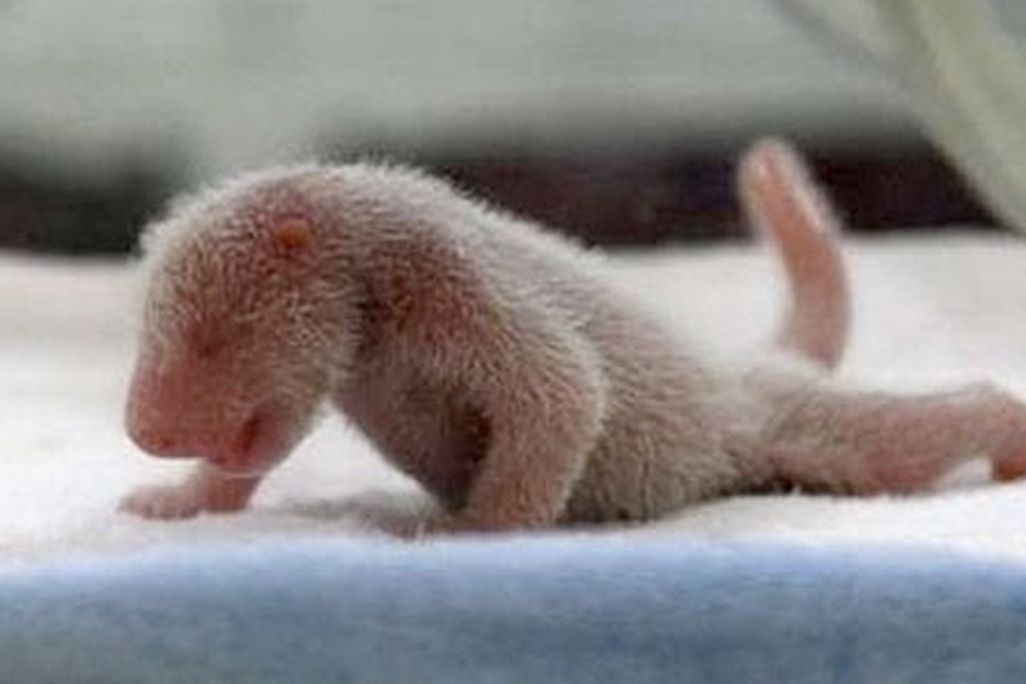 panda_nipper1.jpg