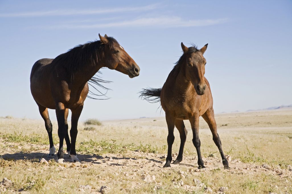 Two horses in a field