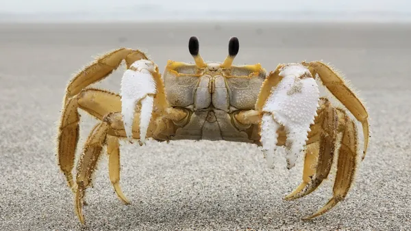 Ghost Crab on Myrtle Beach thumbnail