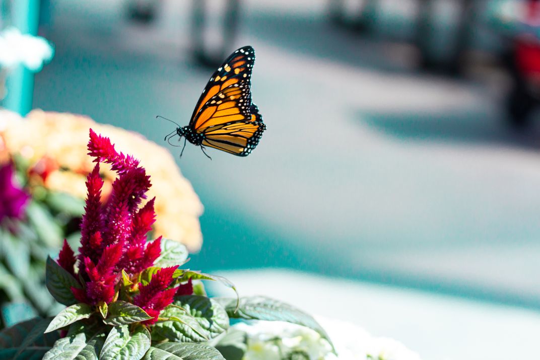 monarch butterfly landing