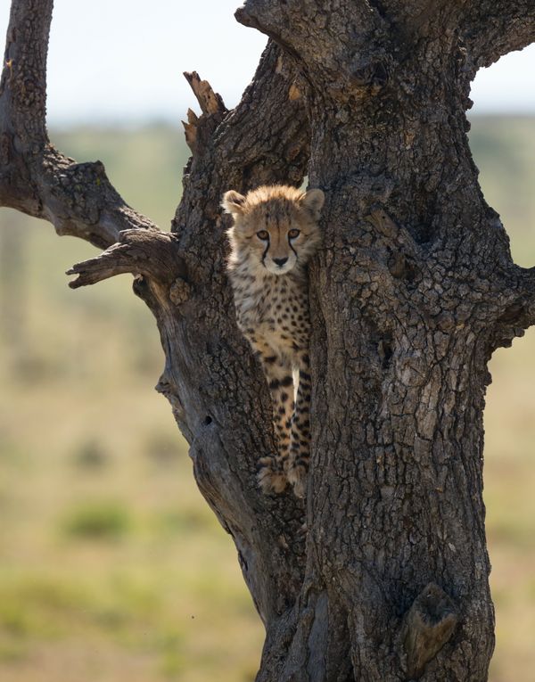 Cheetah cub in a tree thumbnail