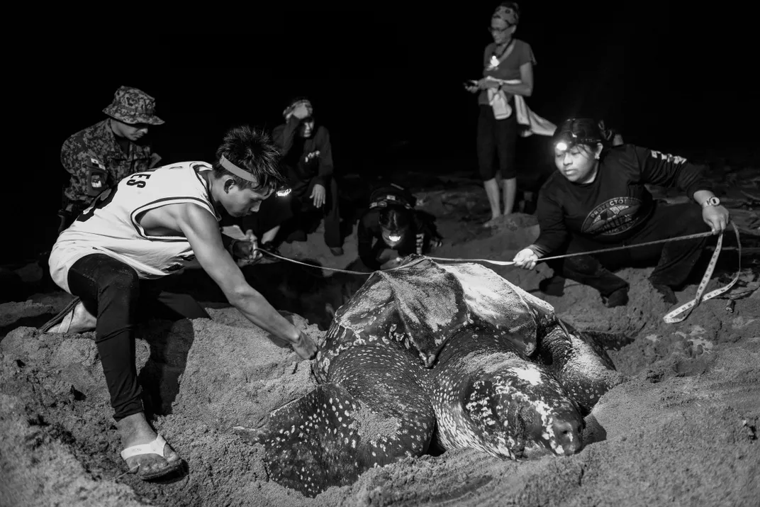 Crespo and Ezequiel Diaz, left, measure a leatherback sea turtle’s upper shell, or carapace. The author of this story, Nina Burleigh, stands in the back.