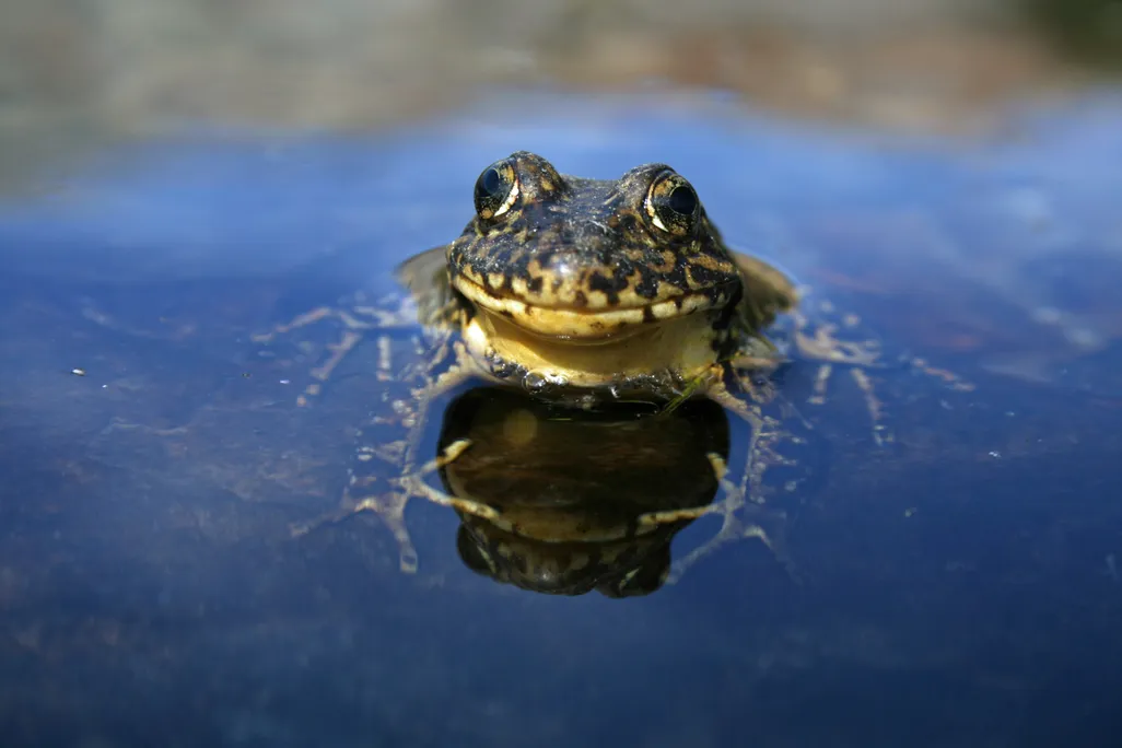Frog in water