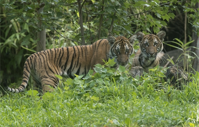 Nadia and her sister Azul as cubs at the Bronx Zoo.