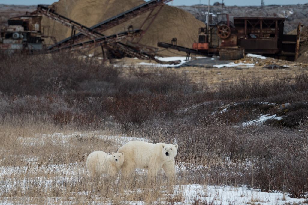 Polar bear and cub