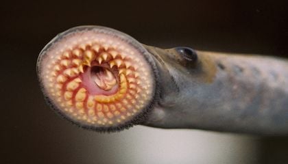 This Invasive Vampire Fish Is Helping Researchers Understand the Human Nervous System in Jaw-Dropping Ways