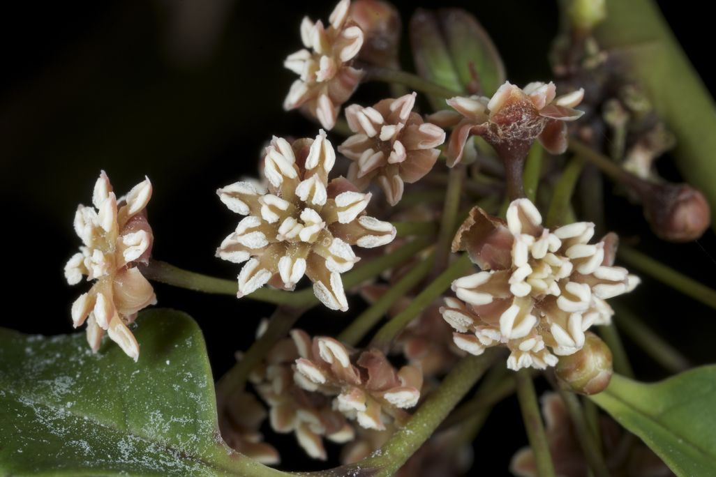 Amborella