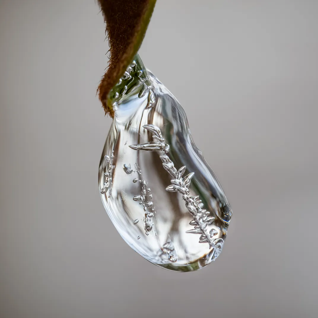 frozen ice at the tip of a leaf with patterns visible inside