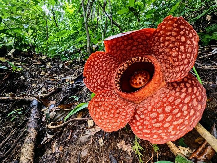 Large red spotted flower