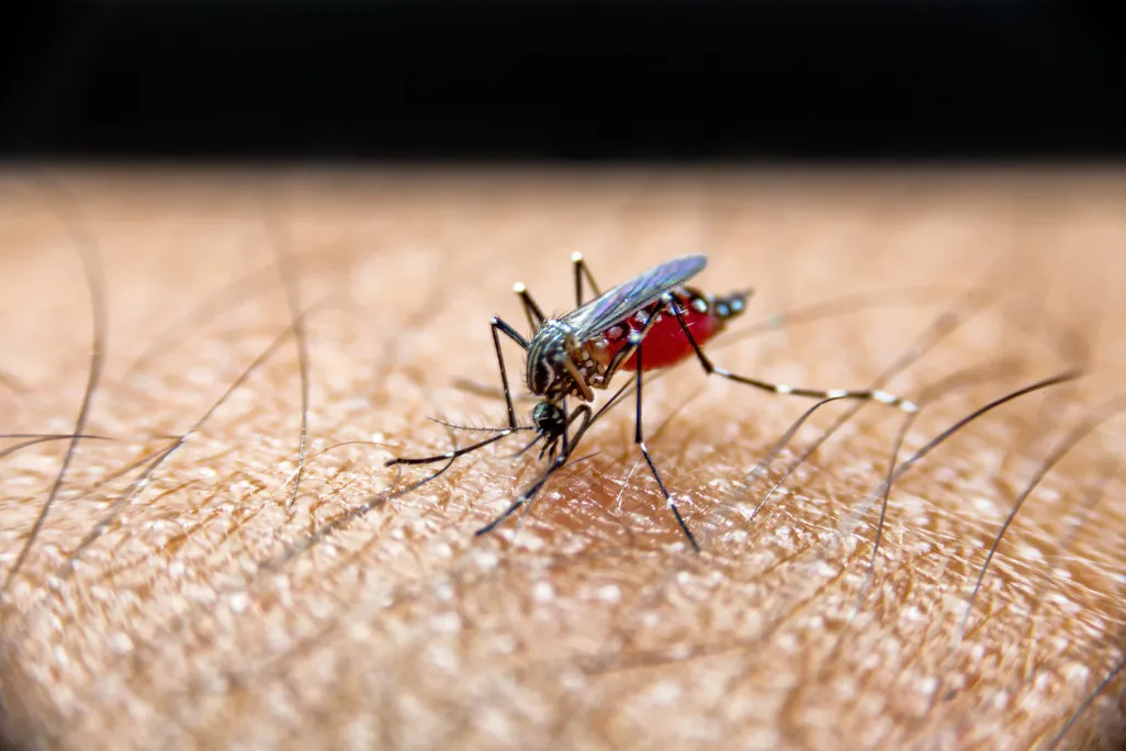 Mosquito Drome