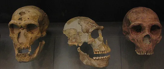 Neanderthal skulls