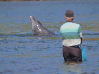 A dolphin giving a cue to a fisher in Laguna, Brazil.