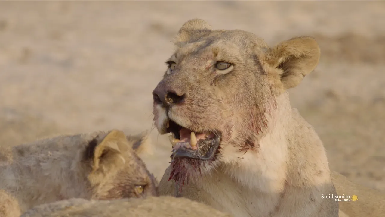 Preview thumbnail for A Herd of Elephants Interrupt a Feasting Lion Pride