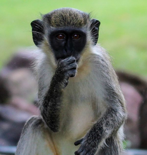Nevis Monkey Looks Forward thumbnail