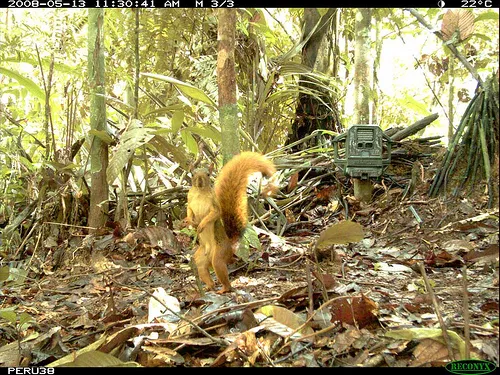 amazon_red_squirrel.jpg