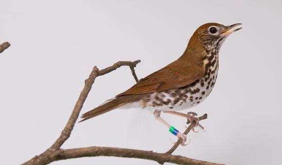 One of the common species Bird House keepers at the Smithsonian's National Zoo are working to better understand is the wood thrush — the official bird of Washington, D.C.