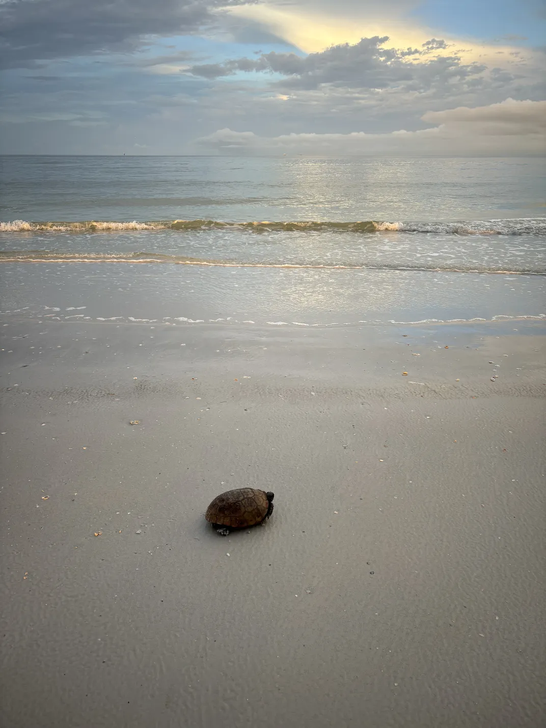 Tortoise on the beach
