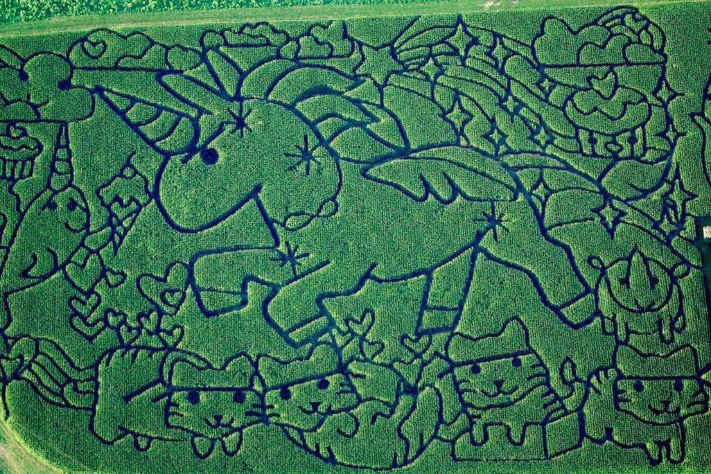 The 2016 corn maze
