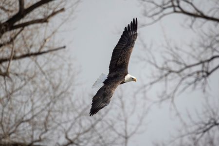 Scientists analyzed millions of eBird observations to see how bird abundance changed during the early months of the pandemic. 