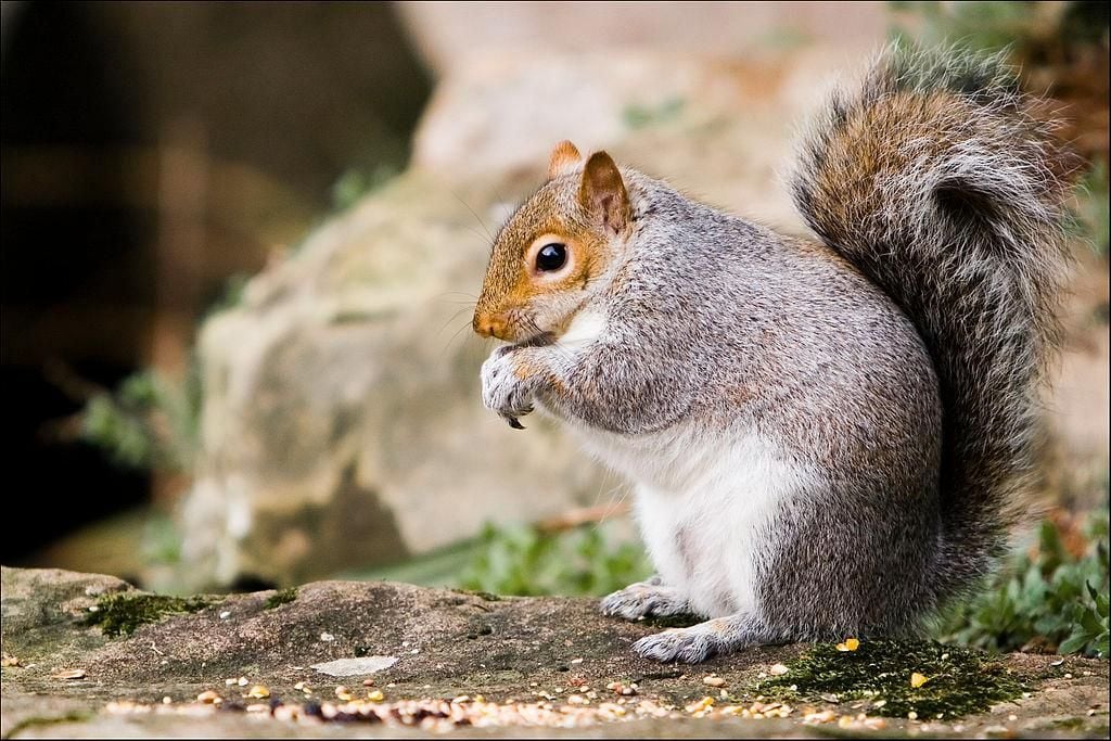 Squirrels Eavesdrop on Birds to Check if Danger Has Passed